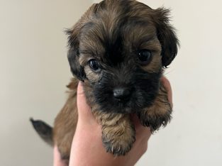 Cavoodle – Yellingbo