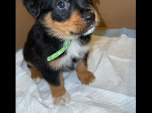 Rottweiler – Mount Druitt