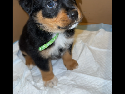 Rottweiler – Mount Druitt