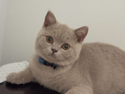 British Shorthair – Tamworth