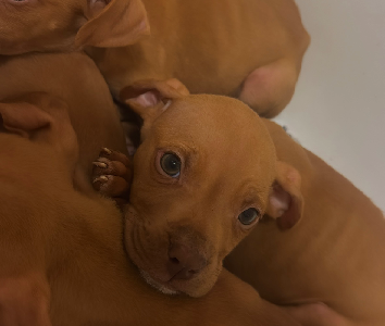 American Staffordshire Bull Terrier – South Wentworthville