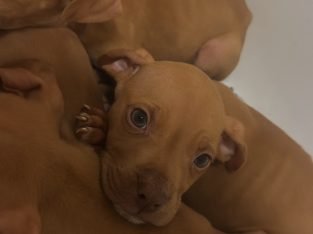 American Staffordshire Bull Terrier – South Wentworthville