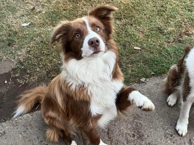 Border Collie – Bathurst