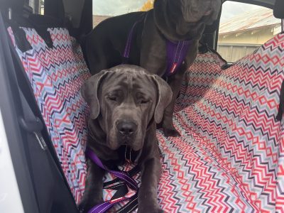 Neapolitan Mastiff – Orange