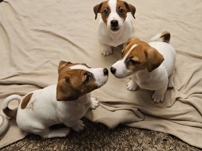 Jack Russell – Altona