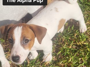 Jack Russell – Altona