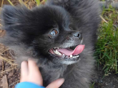 Pomeranian – Aintree
