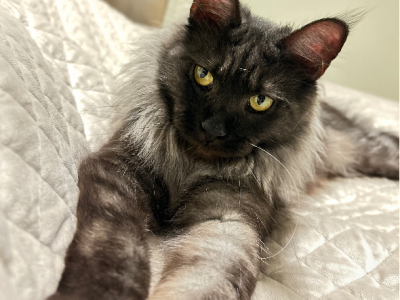Maine Coon – Leederville