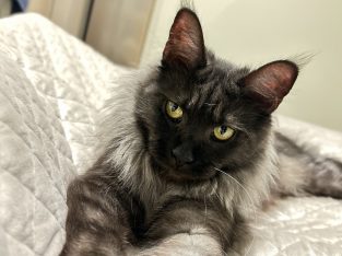 Maine Coon – Leederville