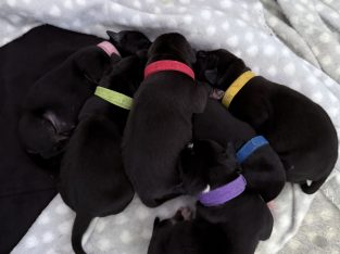 Staffordshire Bull Terrier – Helensvale