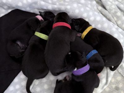 Staffordshire Bull Terrier – Helensvale