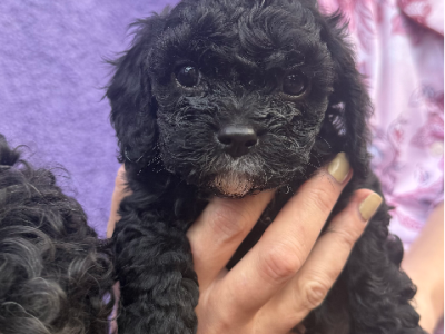 Cavoodle – Schofields