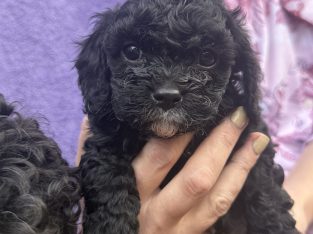 Cavoodle – Schofields