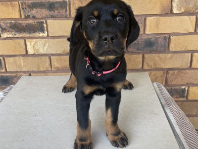 Rottweiler – Petrie