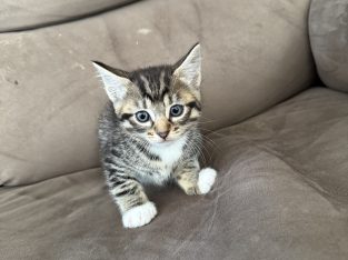 Other Cats – Wellard