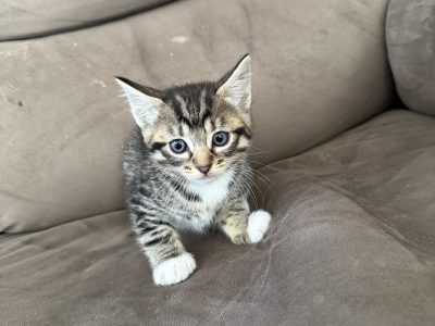 Other Cats – Wellard