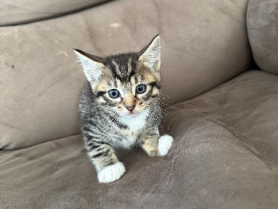 Other Cats – Wellard