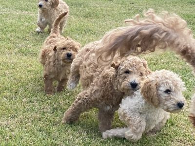 Goldendoodle – Lara