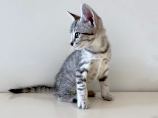 Domestic Short Hair (DSH) – Teven