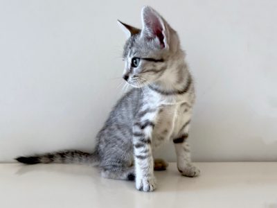 Domestic Short Hair (DSH) – Teven