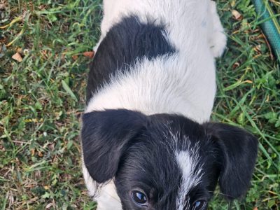 Fox Terrier – Cobram