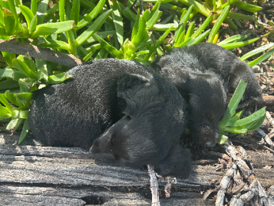 Miniature Dachshund – Dalby