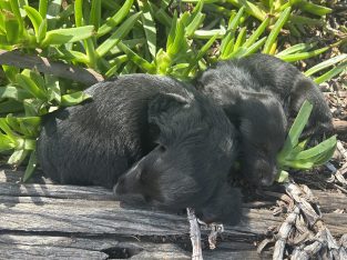 Miniature Dachshund – Dalby