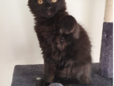 Maine Coon – Mansfield