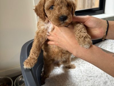 Groodle – Point Cook