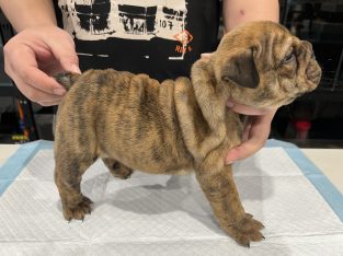 British Bulldog – Sydney