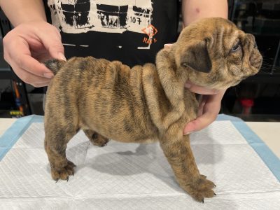 British Bulldog – Sydney