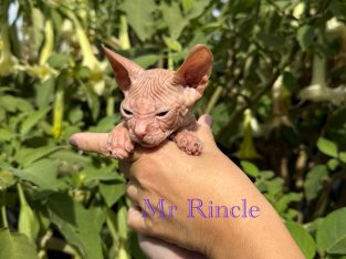 Sphynx – South Morang