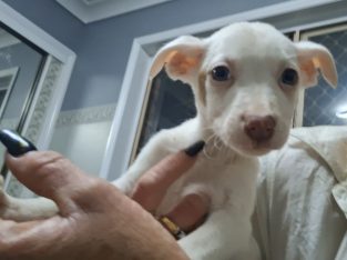 Dogs – Redbank Plains