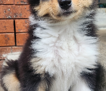 Collie (Rough) – Lalor