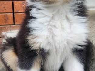 Collie (Rough) – Lalor