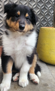 Collie (Rough) – Lalor