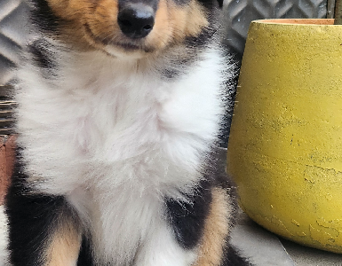 Collie (Rough) – Lalor