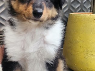 Collie (Rough) – Lalor