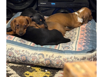 Dachshund – Wodonga