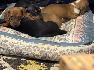 Dachshund – Wodonga