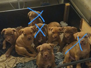 American Staffordshire Bull Terrier – Melton South