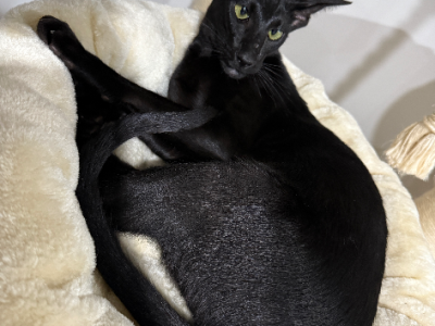 Oriental Shorthair – South Grafton