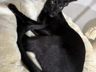 Oriental Shorthair – South Grafton