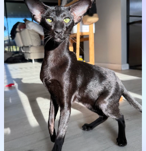 Oriental Shorthair – South Grafton