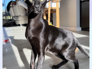 Oriental Shorthair – South Grafton
