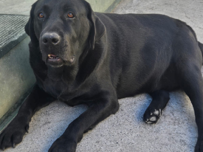 Labrador Retriever – Bulli