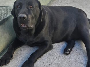 Labrador Retriever – Bulli