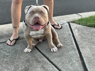 American Bulldog – North Richmond