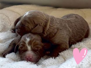 Cavoodle – Canberra