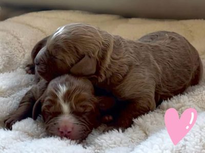 Cavoodle – Canberra